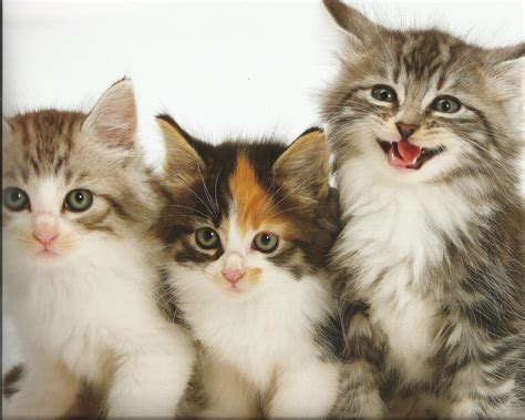 Cats (CATS) .